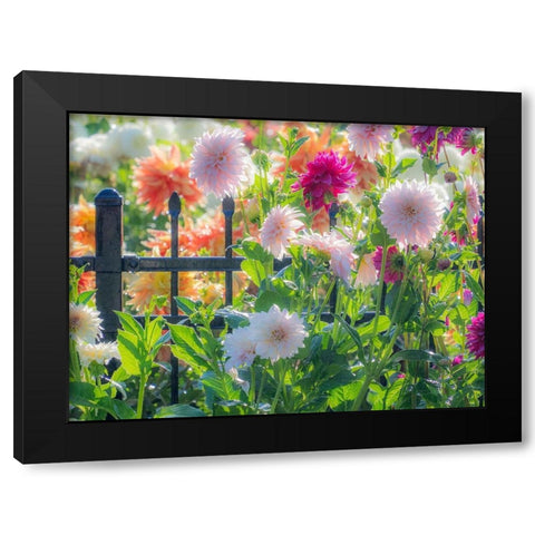 Oregon-Canby-Swam Island Dahlias-Dahlia flower garden in full color Black Modern Wood Framed Art Print with Double Matting by Gulin, Sylvia