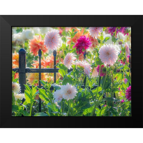 Oregon-Canby-Swam Island Dahlias-Dahlia flower garden in full color Black Modern Wood Framed Art Print by Gulin, Sylvia