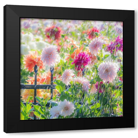 Oregon-Canby-Swan Island Dahlias-water coming down on flowers Black Modern Wood Framed Art Print with Double Matting by Gulin, Sylvia
