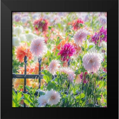 Oregon-Canby-Swan Island Dahlias-water coming down on flowers Black Modern Wood Framed Art Print by Gulin, Sylvia
