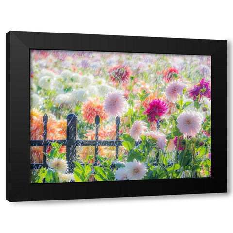 Oregon-Canby-Swan Island Dahlias-water coming down on flowers Black Modern Wood Framed Art Print by Gulin, Sylvia