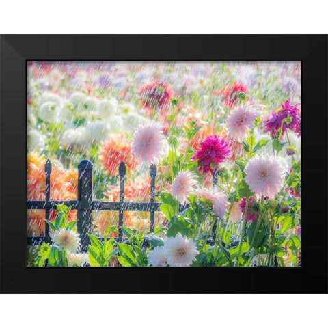 Oregon-Canby-Swan Island Dahlias-water coming down on flowers Black Modern Wood Framed Art Print by Gulin, Sylvia