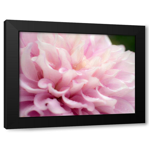 Oregon-Canby-Swan Island Dahlia farm with close-ups of flowering Dahlia Black Modern Wood Framed Art Print by Gulin, Sylvia