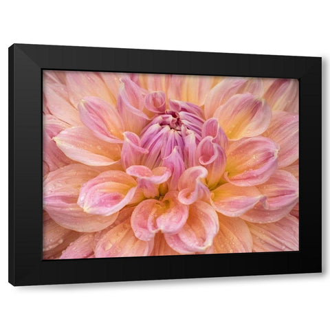 Oregon-Canby-Swan Island Dahlia farm with close-ups of flowering Dahlia Black Modern Wood Framed Art Print by Gulin, Sylvia