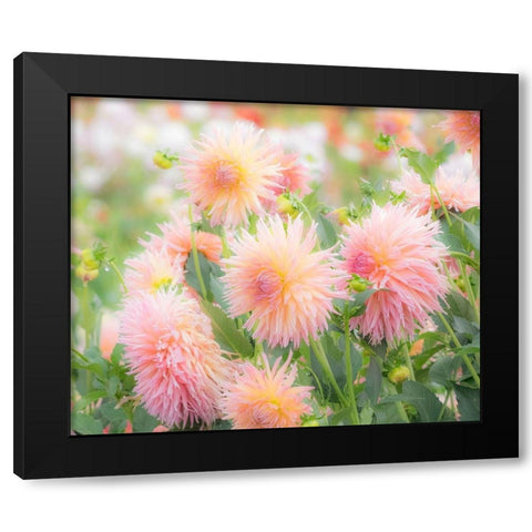 Oregon-Canby-Swam Island Dahlias-Dahlia flower garden in full color Black Modern Wood Framed Art Print by Gulin, Sylvia