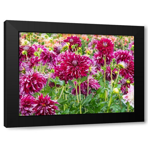Oregon-Canby-Swam Island Dahlias-Dahlia flower garden in full color Black Modern Wood Framed Art Print with Double Matting by Gulin, Sylvia