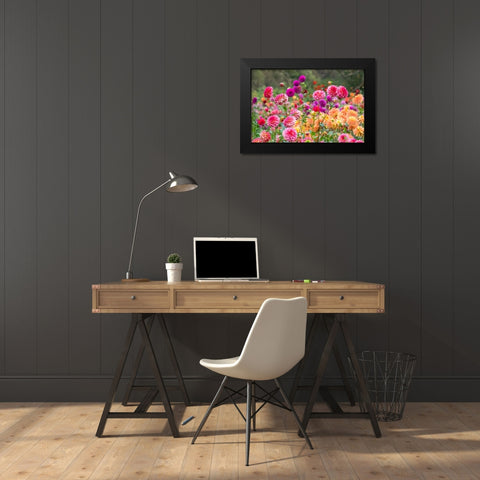 Oregon-Canby-Swam Island Dahlias-Dahlia flower garden in full color Black Modern Wood Framed Art Print by Gulin, Sylvia