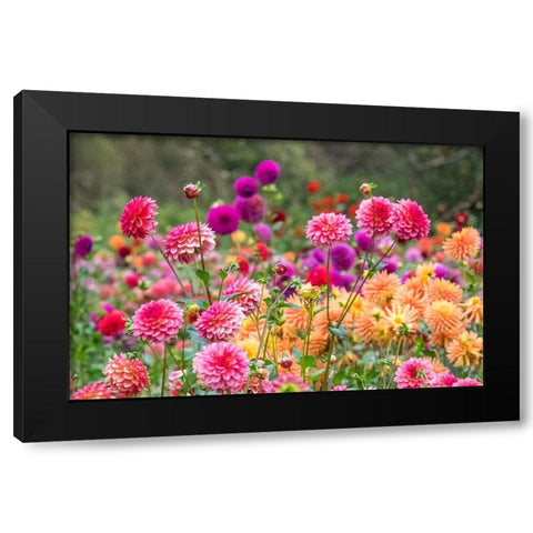 Oregon-Canby-Swam Island Dahlias-Dahlia flower garden in full color Black Modern Wood Framed Art Print with Double Matting by Gulin, Sylvia