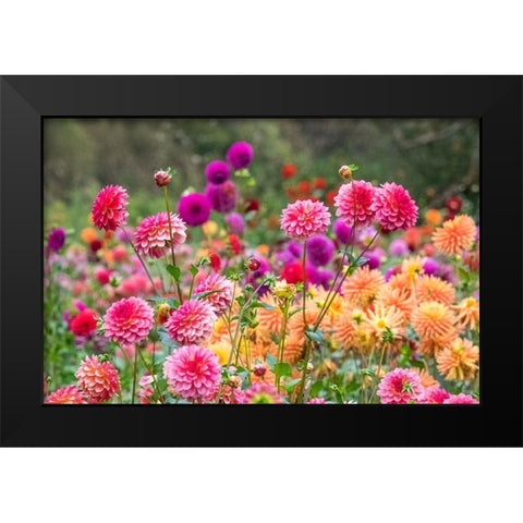 Oregon-Canby-Swam Island Dahlias-Dahlia flower garden in full color Black Modern Wood Framed Art Print by Gulin, Sylvia