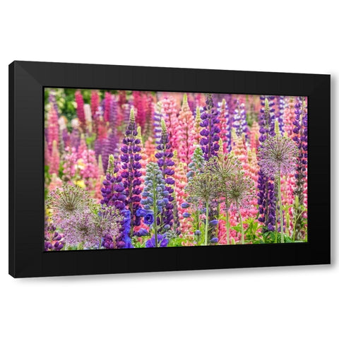 Oregon-Salem-colorful garden with Russell Lupine and Allium in full bloom Black Modern Wood Framed Art Print with Double Matting by Gulin, Sylvia