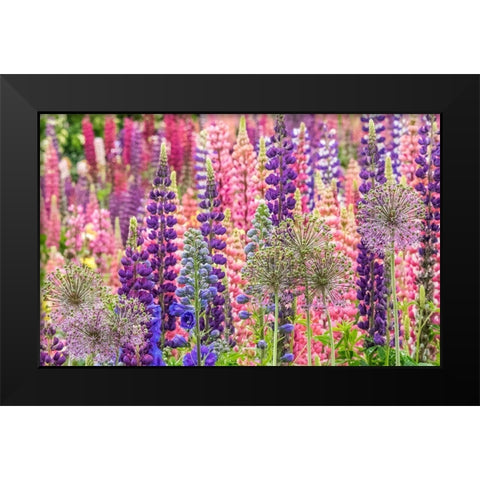 Oregon-Salem-colorful garden with Russell Lupine and Allium in full bloom Black Modern Wood Framed Art Print by Gulin, Sylvia