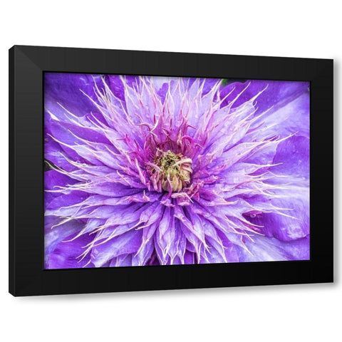 Oregon-Salem close-up of purple blooming Clematis flower Black Modern Wood Framed Art Print with Double Matting by Gulin, Sylvia
