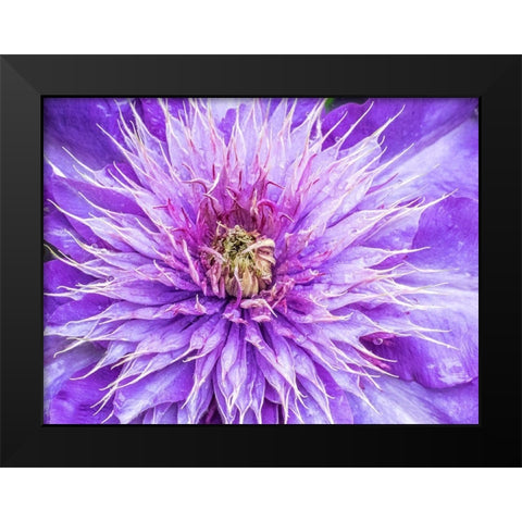 Oregon-Salem close-up of purple blooming Clematis flower Black Modern Wood Framed Art Print by Gulin, Sylvia