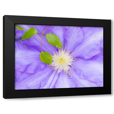 Oregon-Salem close-up of purple blooming Clematis flower Black Modern Wood Framed Art Print with Double Matting by Gulin, Sylvia