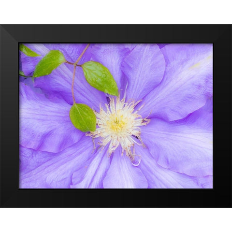 Oregon-Salem close-up of purple blooming Clematis flower Black Modern Wood Framed Art Print by Gulin, Sylvia