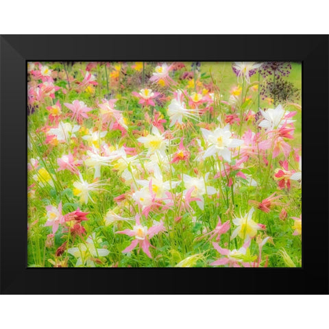 Oregon-Salem-Columbine in display garden Black Modern Wood Framed Art Print by Gulin, Sylvia