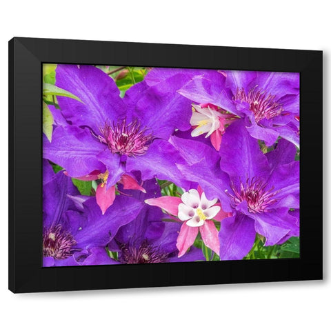 Oregon-Salem close-up of purple blooming Clematis flower Black Modern Wood Framed Art Print with Double Matting by Gulin, Sylvia
