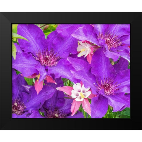 Oregon-Salem close-up of purple blooming Clematis flower Black Modern Wood Framed Art Print by Gulin, Sylvia