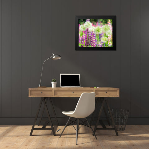 Oregon-Salem-colorful garden with Russell Lupine and Allium in full bloom Black Modern Wood Framed Art Print by Gulin, Sylvia