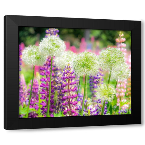 Oregon-Salem-colorful garden with Russell Lupine and Allium in full bloom Black Modern Wood Framed Art Print with Double Matting by Gulin, Sylvia
