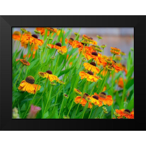 Oregon-Canby-Swan Island Dahlias garden summertime with display of Sneeze weed Black Modern Wood Framed Art Print by Gulin, Sylvia