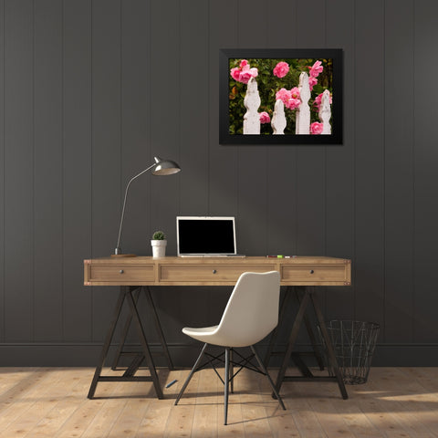 Oregon-Cannon Beach with gardens and white picket fences and pink roses Black Modern Wood Framed Art Print by Gulin, Sylvia
