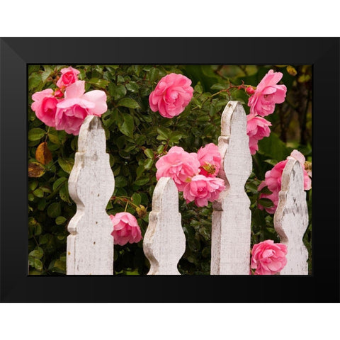 Oregon-Cannon Beach with gardens and white picket fences and pink roses Black Modern Wood Framed Art Print by Gulin, Sylvia