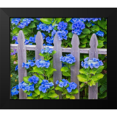 Oregon-Cannon Beach-Northwest Hydrangea bloom Picket fence Black Modern Wood Framed Art Print by Gulin, Sylvia