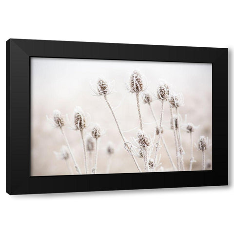 Oregon-Eugene-mornings frost on teasel Black Modern Wood Framed Art Print by Gulin, Sylvia