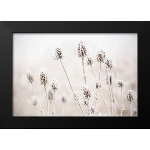 Oregon-Eugene-mornings frost on teasel Black Modern Wood Framed Art Print by Gulin, Sylvia