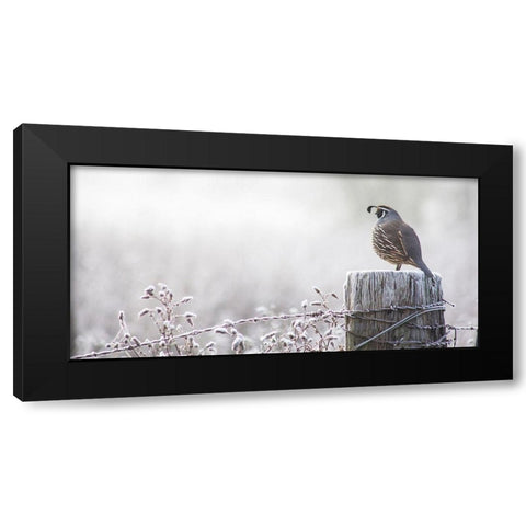 Oregon-Eugene-mornings frost fence post and California Quail Black Modern Wood Framed Art Print with Double Matting by Gulin, Sylvia