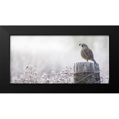 Oregon-Eugene-mornings frost fence post and California Quail Black Modern Wood Framed Art Print by Gulin, Sylvia