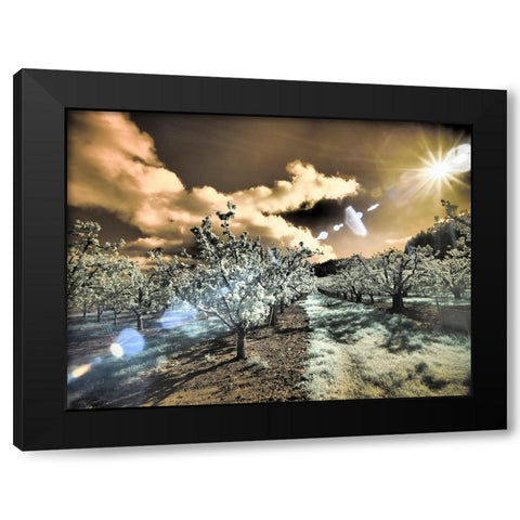 USA-Oregon-Columbia Gorge Infrared of light reflecting in spring apple orchard Black Modern Wood Framed Art Print by Eggers, Terry
