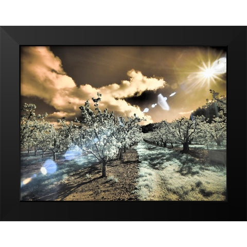 USA-Oregon-Columbia Gorge Infrared of light reflecting in spring apple orchard Black Modern Wood Framed Art Print by Eggers, Terry