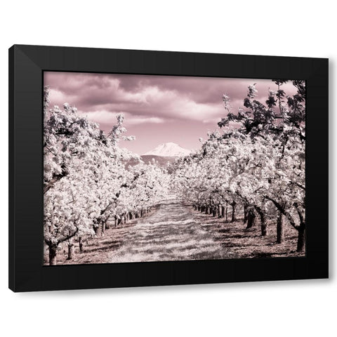 USA-Oregon-Columbia Gorge Infrared of Spring orchards and Mount Rainier Black Modern Wood Framed Art Print by Eggers, Terry