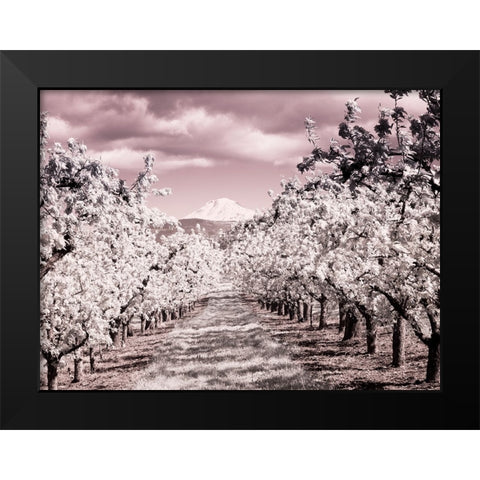 USA-Oregon-Columbia Gorge Infrared of Spring orchards and Mount Rainier Black Modern Wood Framed Art Print by Eggers, Terry