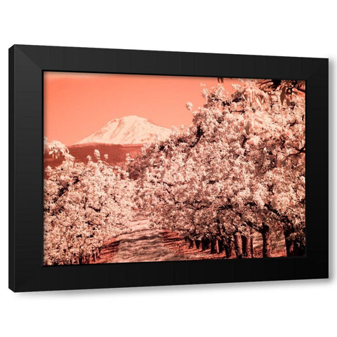 USA-Oregon-Columbia Gorge Infrared of Spring orchards and Mount Rainier Black Modern Wood Framed Art Print by Eggers, Terry