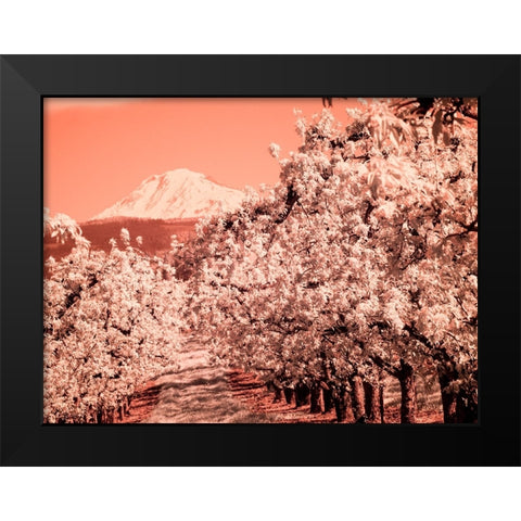 USA-Oregon-Columbia Gorge Infrared of Spring orchards and Mount Rainier Black Modern Wood Framed Art Print by Eggers, Terry