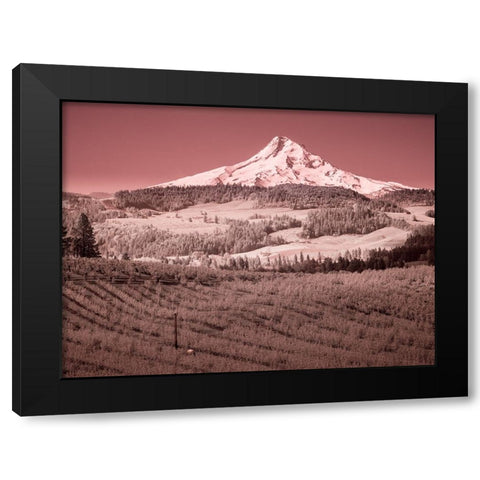 USA-Oregon-Columbia Gorge Infrared of spring orchards in bloom and Mount Hood Black Modern Wood Framed Art Print by Eggers, Terry