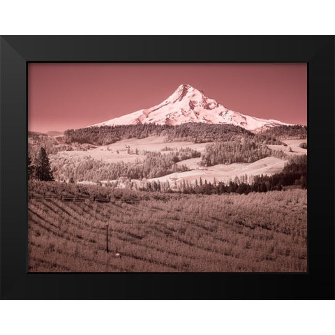 USA-Oregon-Columbia Gorge Infrared of spring orchards in bloom and Mount Hood Black Modern Wood Framed Art Print by Eggers, Terry