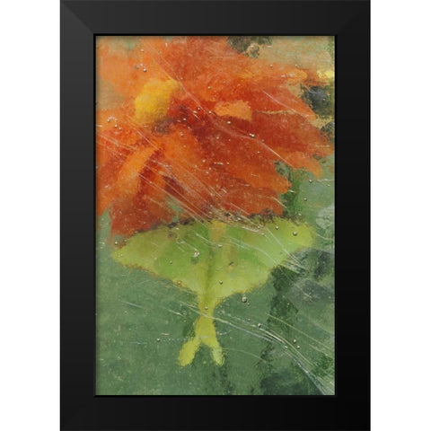 PA, Luna moth on orange dahlia behind glass Black Modern Wood Framed Art Print by Rotenberg, Nancy