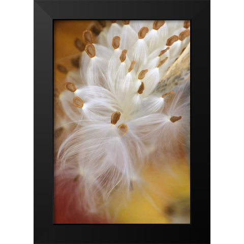 USA, Pennsylvania, Milkweed opening in fall Black Modern Wood Framed Art Print by Rotenberg, Nancy