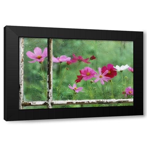 USA, Pennsylvania, Cosmos in Rainy Window Black Modern Wood Framed Art Print by Rotenberg, Nancy