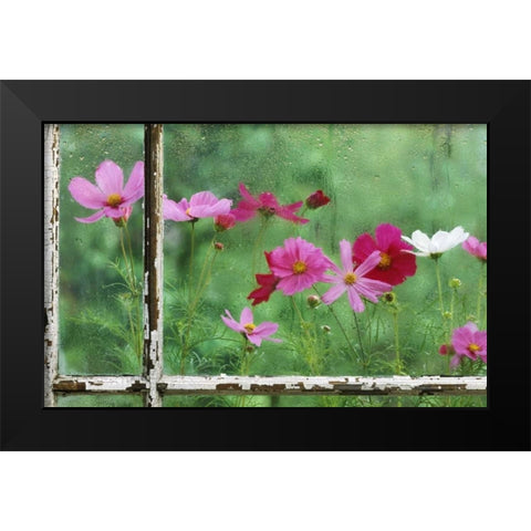 USA, Pennsylvania, Cosmos in Rainy Window Black Modern Wood Framed Art Print by Rotenberg, Nancy