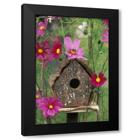 PA, Birdhouse among cosmos flowers with bee Black Modern Wood Framed Art Print with Double Matting by Rotenberg, Nancy