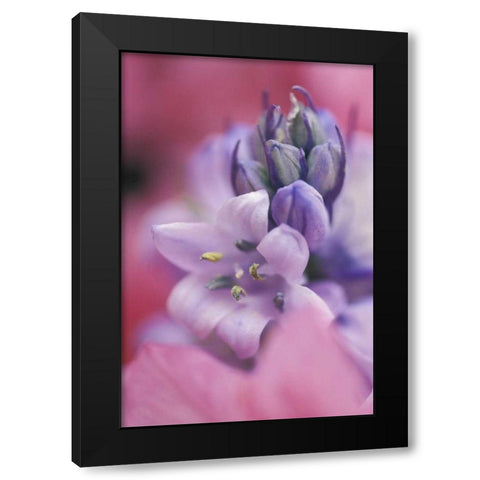 USA, Pennsylvania, Hyacinth close-up Black Modern Wood Framed Art Print with Double Matting by Rotenberg, Nancy