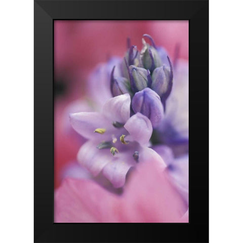 USA, Pennsylvania, Hyacinth close-up Black Modern Wood Framed Art Print by Rotenberg, Nancy