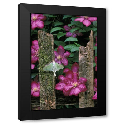 PA, Luna moth on fence with pink clematis flowers Black Modern Wood Framed Art Print with Double Matting by Rotenberg, Nancy