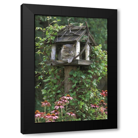 PA, Cat in birdfeeder amid flowers Black Modern Wood Framed Art Print with Double Matting by Rotenberg, Nancy