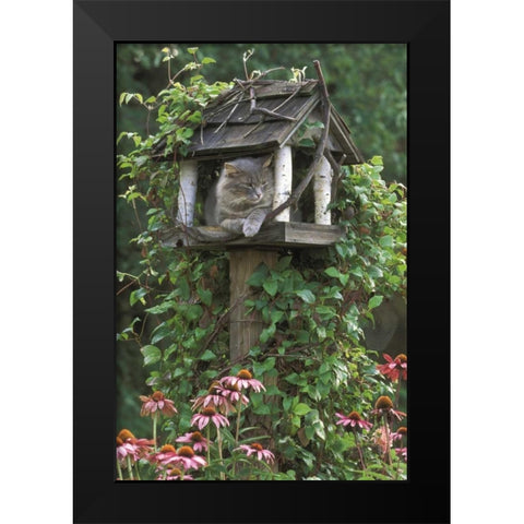 PA, Cat in birdfeeder amid flowers Black Modern Wood Framed Art Print by Rotenberg, Nancy